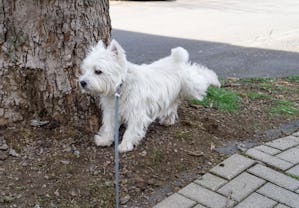West Highland White terrier is pawing after pee making - not my dog