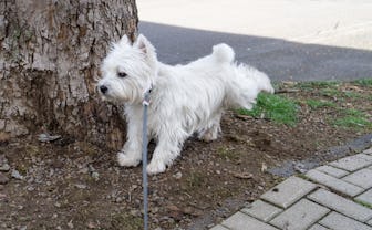 West Highland White terrier is pawing after pee making - not my dog