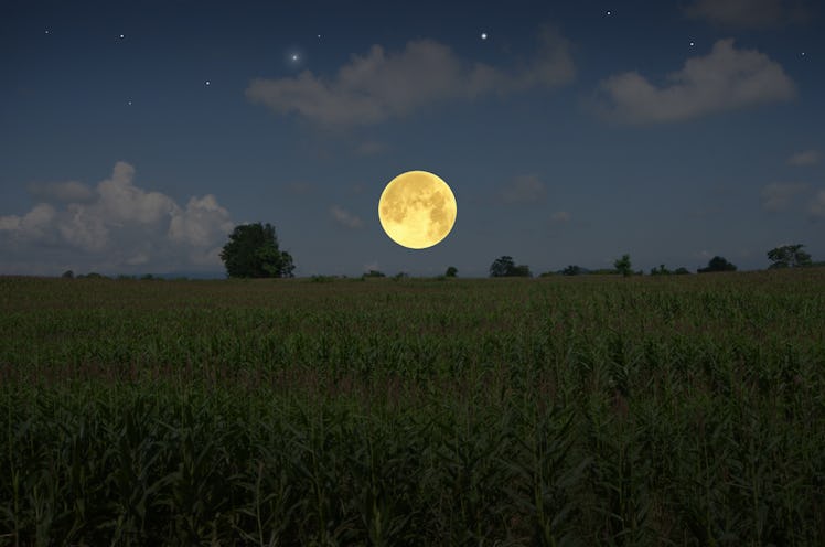 Beautiful full moon over corn field in the evening