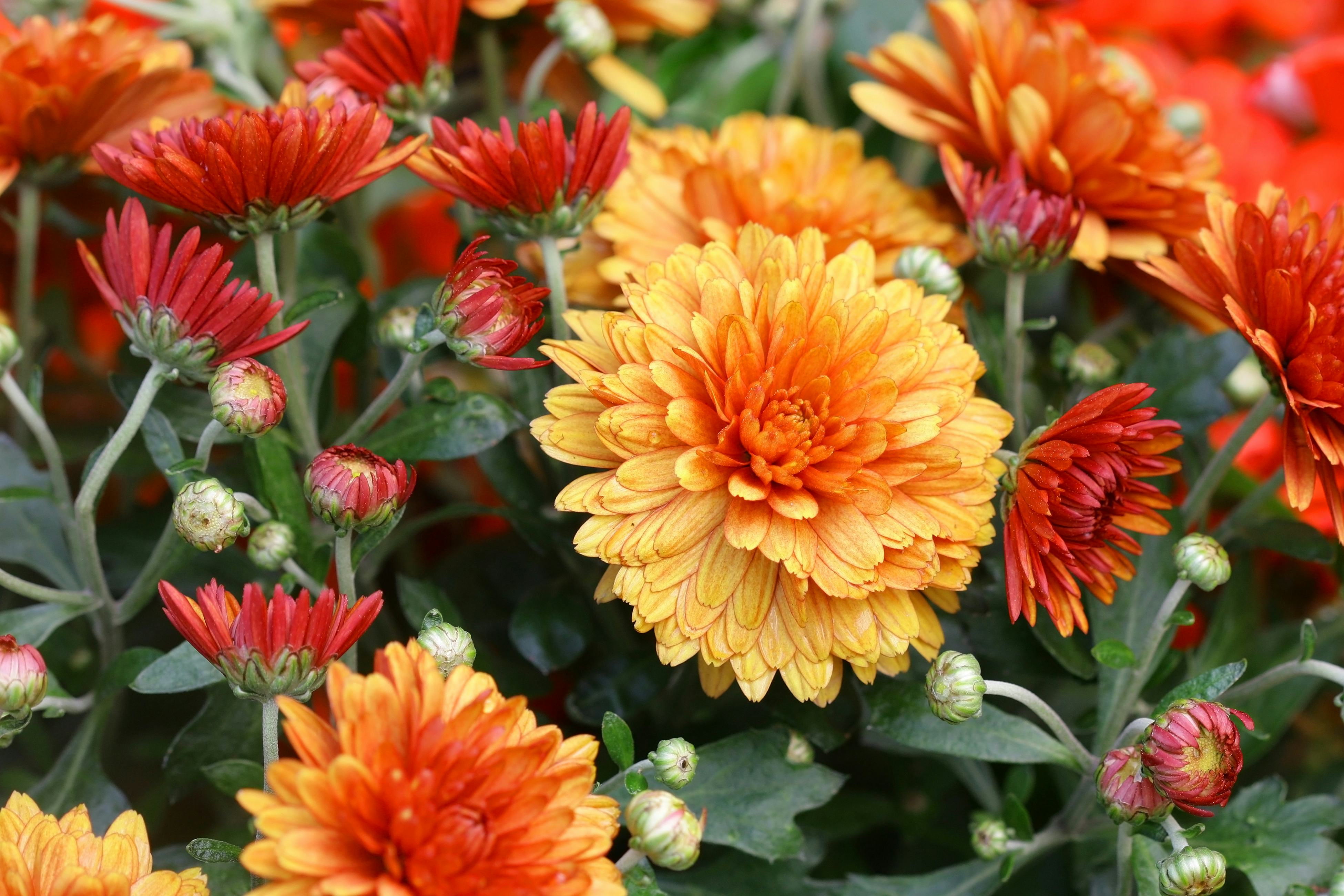 Prep your garden for fall with these tips and tricks.