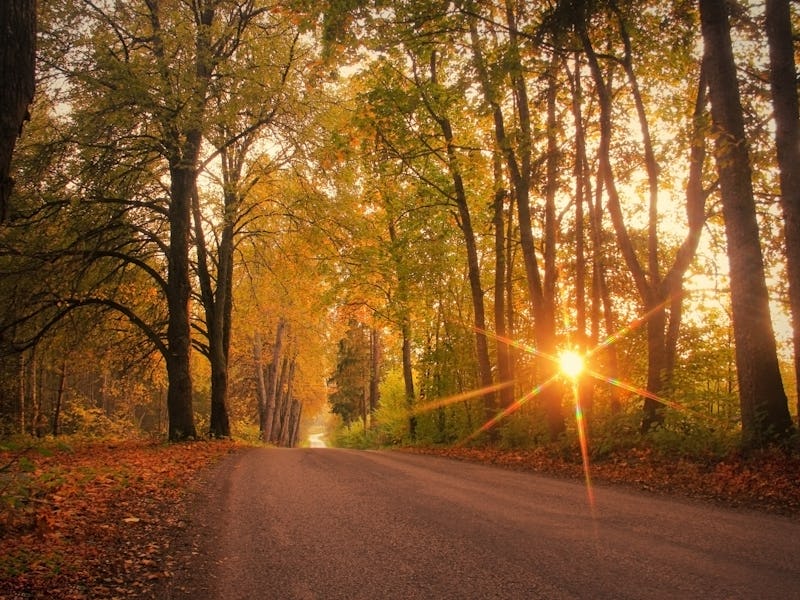 Autumn, fall scene. Autumnal landscape with empty countryside road and colored trees. Sun shining t...