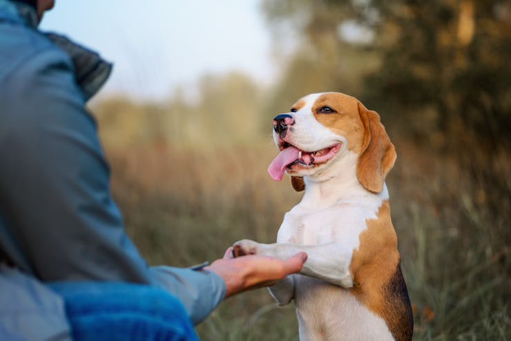 Dog training. Dog owner teaching his pet Sit Pretty (Beg, Put em Up) trick outdoor against nature ba...
