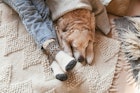 腿上的节日袜和可爱的金毛猎犬在地毯上。家人放松的时间。冬季圣诞节……