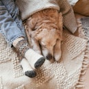 Festive socks on  legs and cute golden retriever dog on carpet. Family relax time. Winter Christmas ...