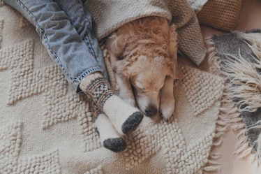 Festive socks on  legs and cute golden retriever dog on carpet. Family relax time. Winter Christmas ...