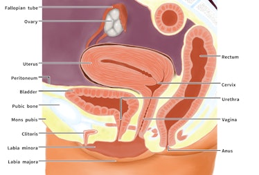 Cross section of female genital system; English language