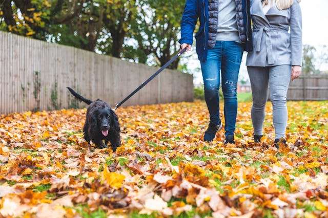 What can you do with a bag of dog poop that won't upset your neighbors?