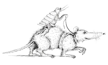 Bubonic plague. Rat and flea