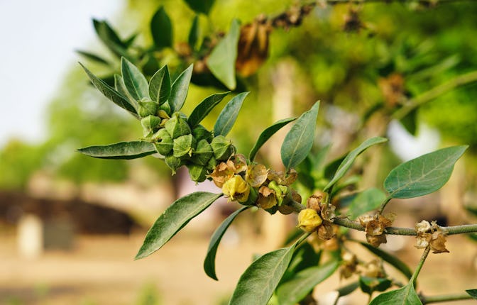 Withania somnifera plant known as Ashwagandha. Indian ginseng herbs, poison gooseberry, or winter ch...