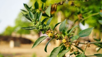 Withania somnifera plant known as Ashwagandha. Indian ginseng herbs, poison gooseberry, or winter ch...