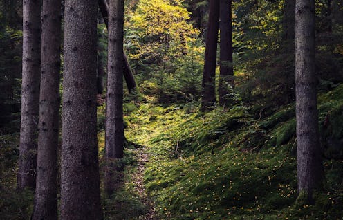 Forestcore is taking over TikTok.