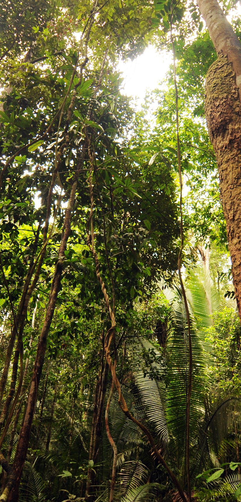 Rainforest in Amazon, Manaus, Brazil