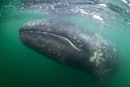 一只墨西哥灰鲸在水下。