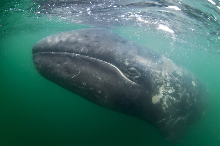 A Mexican grey whale underwater.