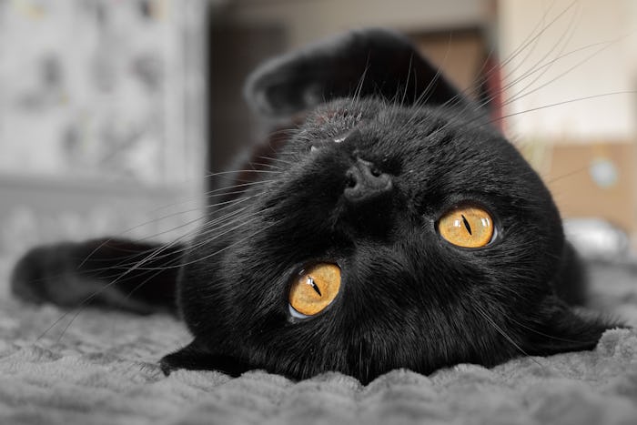 A black Scottish Straight cat is lying down looking at the camera. Scottish straight. Black thorough...