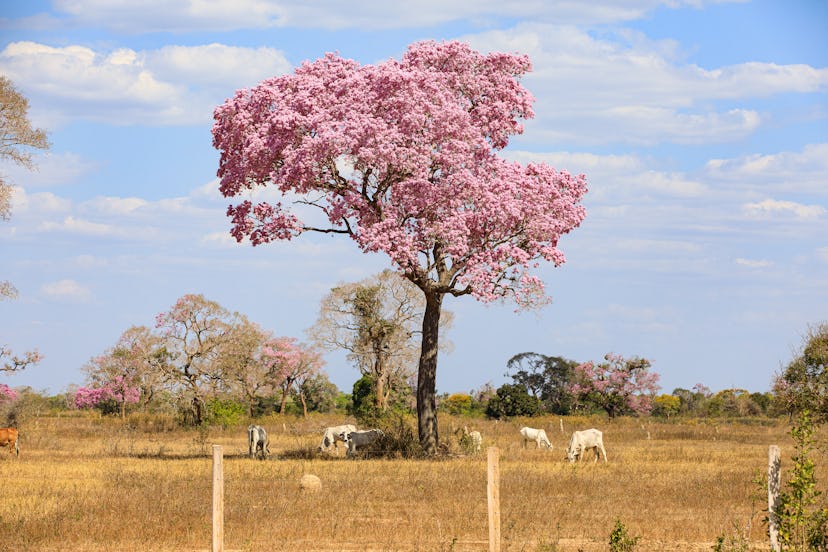 Pantanal landscape flowering piuvas trees