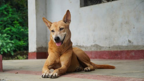 A cute dog sitting on ground and looking at something.