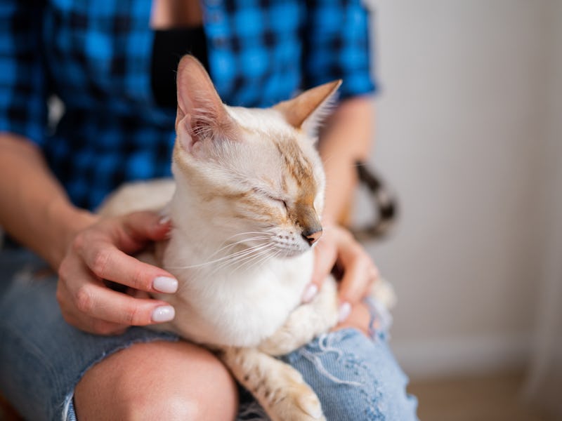 The snow Bengal cat with blue eyes lies on the lap of the owner. Close-up. Pet