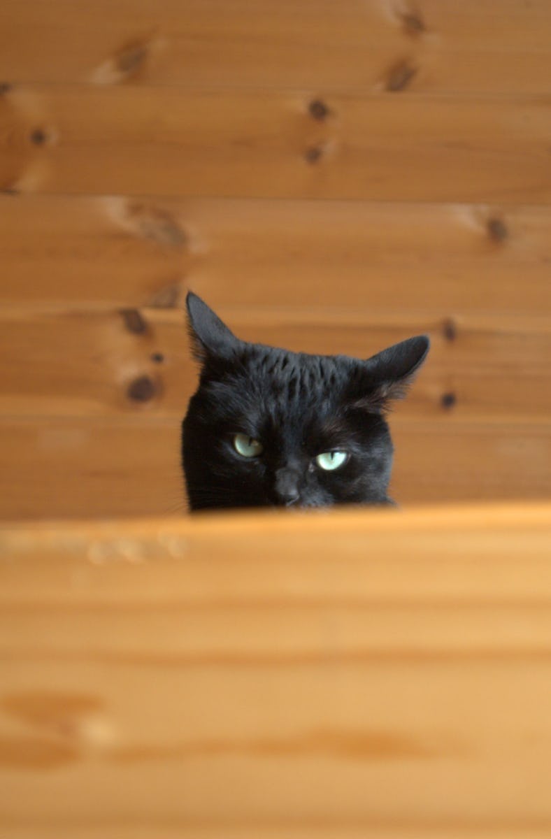 My mischievous and cute black cat stares at me from the bed with big eyes.
The shape of his ears...i...