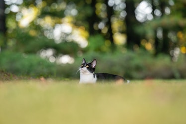 Cute black and white cat laying down and looking up in an open grass lot with trees in the backgroun...