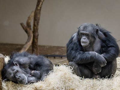 ARNHEM - The world-famous chimpanzee Tushi with her newborn cub. The agile 31-year-old great ape ach...