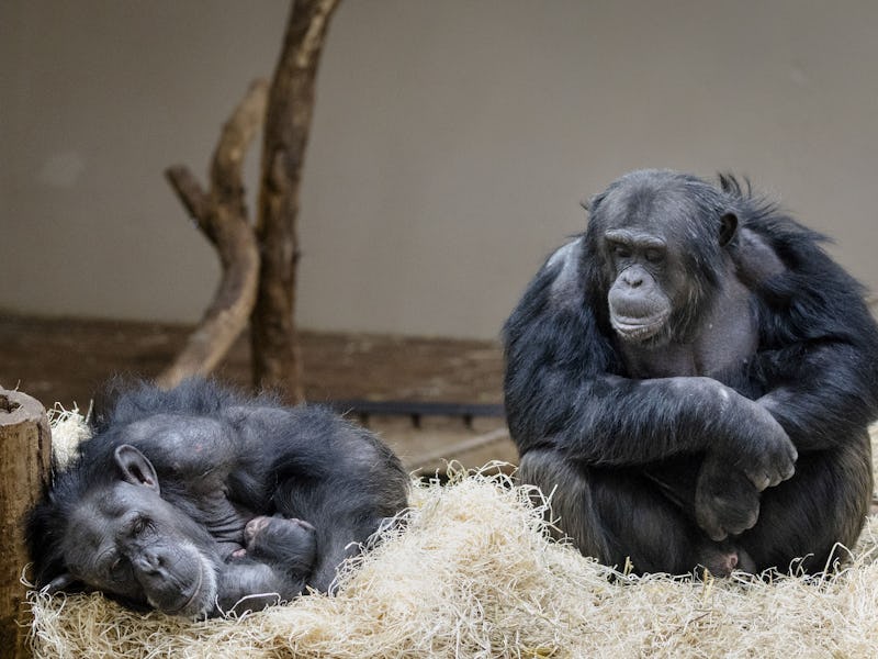 ARNHEM - The world-famous chimpanzee Tushi with her newborn cub. The agile 31-year-old great ape ach...