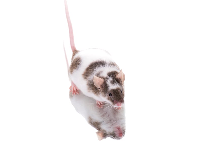 Mouse on Mirror