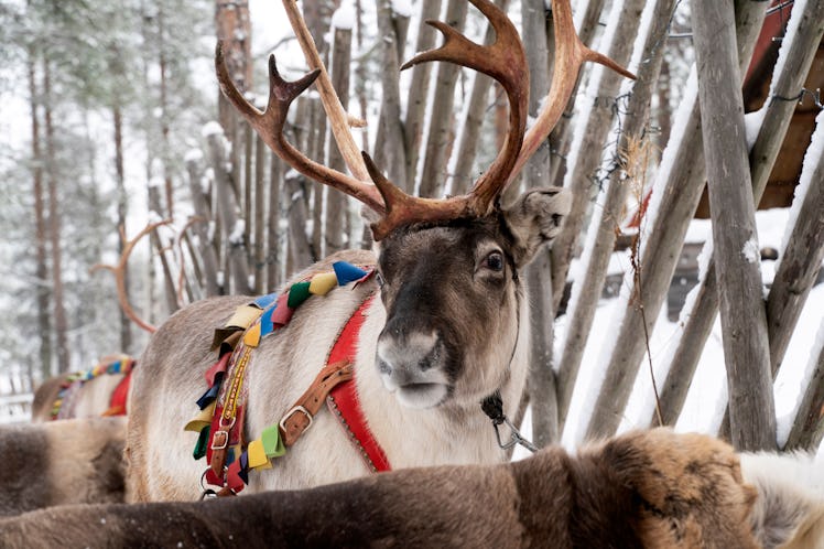 A reindeer mounted in front of a sledge looking as a sledge-lender waits for customers in the Santa ...