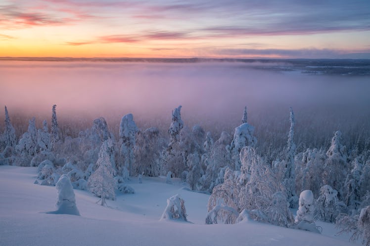 Fog over snowy trees at sunset, winter landscape, Pyhä-Luosto National Park, Lapland, Finland