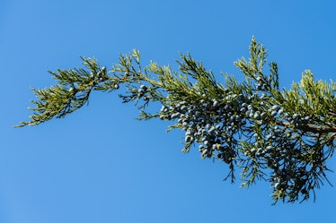 Juniper branches with ripe blue berries against blue autumn sky. Selective focus. Close-up.Virginia ...