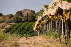 Vineyard in sicily. vinyard in italy beautiful landscape