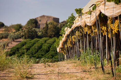 Vineyard in sicily. vinyard in italy beautiful landscape
