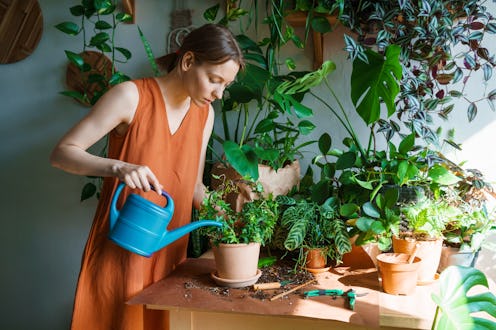 Woman gardeners watering plant in ceramic pots on table. Home garden concept. Spring time. Interior ...