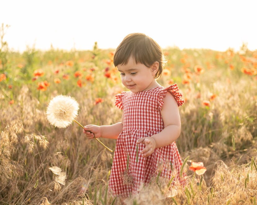 cute baby girl in red dress holding large dandelion on field of poppies at summer sunset