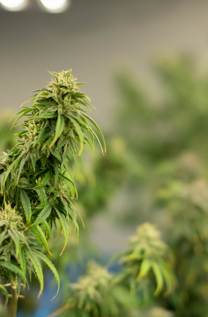 Caring for indoor cannabis plants Fresh cannabis flowers are being pruned by cutting off the cannabi...