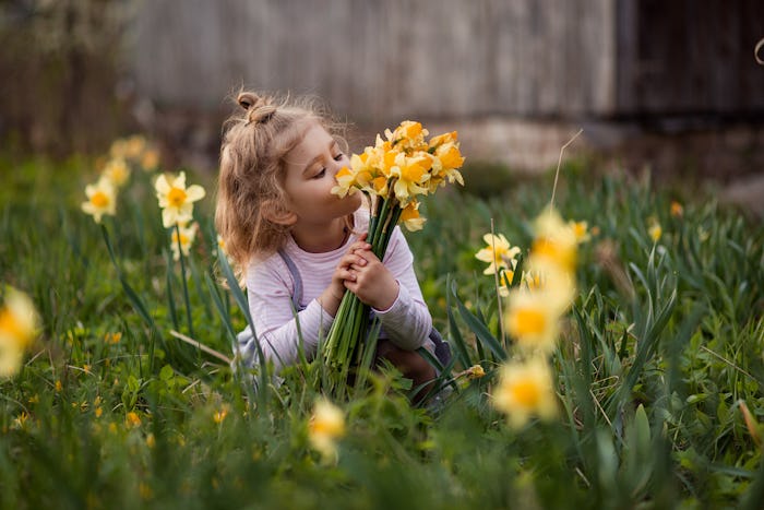 Girl picks a bouquet of daffodils, a type of jonquil. Jonquil is a good name for a baby born in Marc...