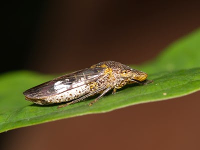 Glassy-Winged Sharpshooter (Homalodisca vitripennis) ventral view resting on bark from a Crepe Myrtl...