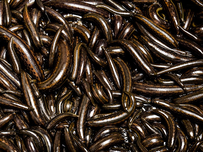 Medical leeches for hirudotherapy on leech farm or laboratory