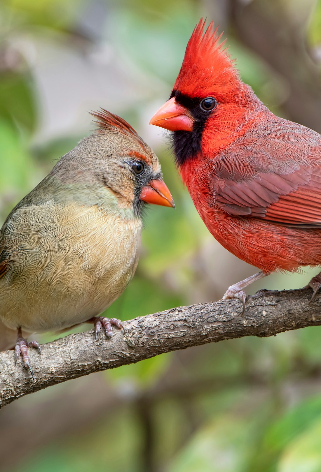 Vibrant Northern Cardinals Perched on Branch in Louisiana Winter
