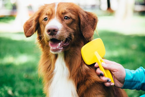 border collie red dog outdoors combing, grooming