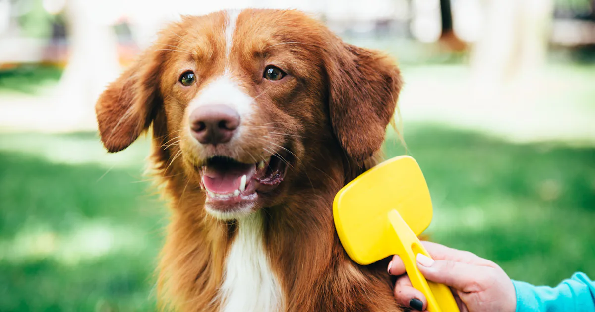 Beautiful view of Brush For Summer Double Coated Dogs' Summer Coats