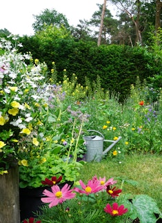 Wild herb and field flowers with iron watering can. 
English cottage style gardening picture.  Garde...