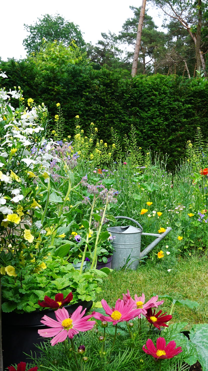 Wild herb and field flowers with iron watering can. 
English cottage style gardening picture.  Garde...