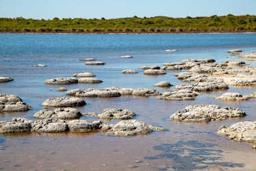 Stromatolites at Lake Thetis, Cervantes, Western Australia. Stromatolites, are the oldest living lif...