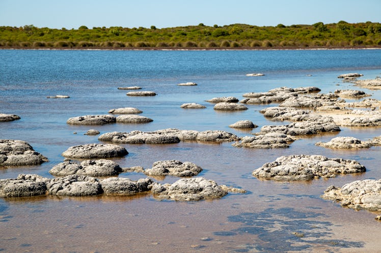 Stromatolites at Lake Thetis, Cervantes, Western Australia. Stromatolites, are the oldest living lif...