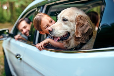 A girl with her yellow lab and parents smiling out of rolled down car windows.