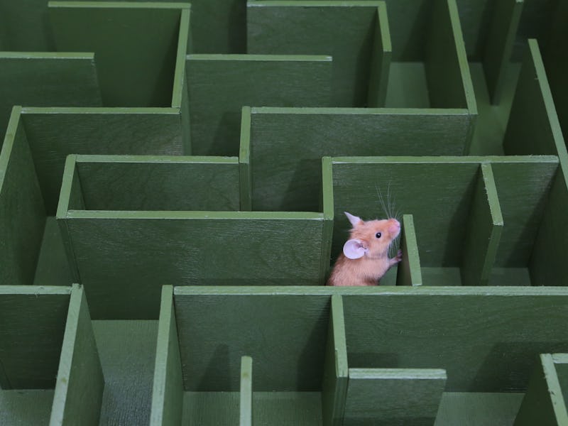 Cute mouse looks for food in maze. Lucky mouse got lost, wanders in labyrinth. Success in solving di...