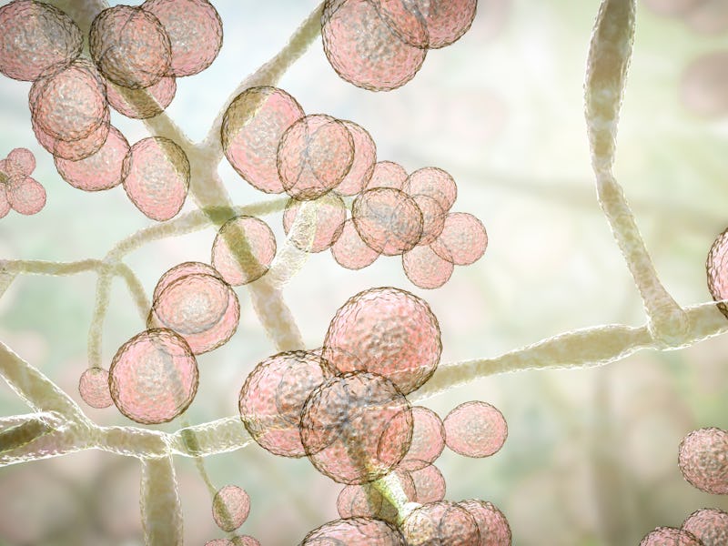 Candida auris fungi, emerging multidrug resistant fungus, 3D illustration