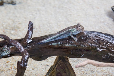 Periophthalmodon septemradiatus is a species of mudskipper found along tropical shorelines of the ea...