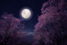 Romantic night scene - Beautiful cherry blossom (sakura flowers) in night skies with full moon. fant...